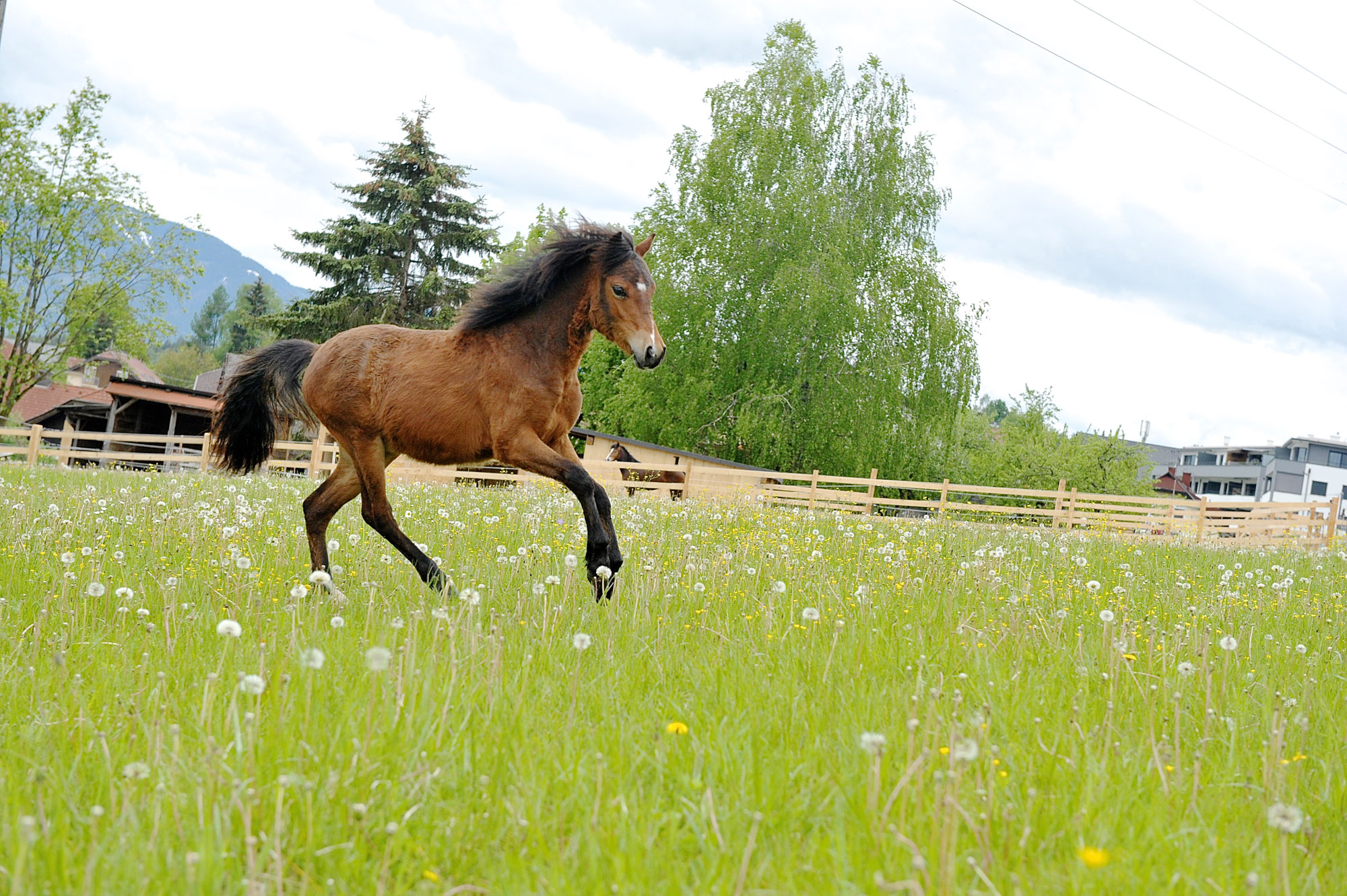 Welsh Pony Kärnten