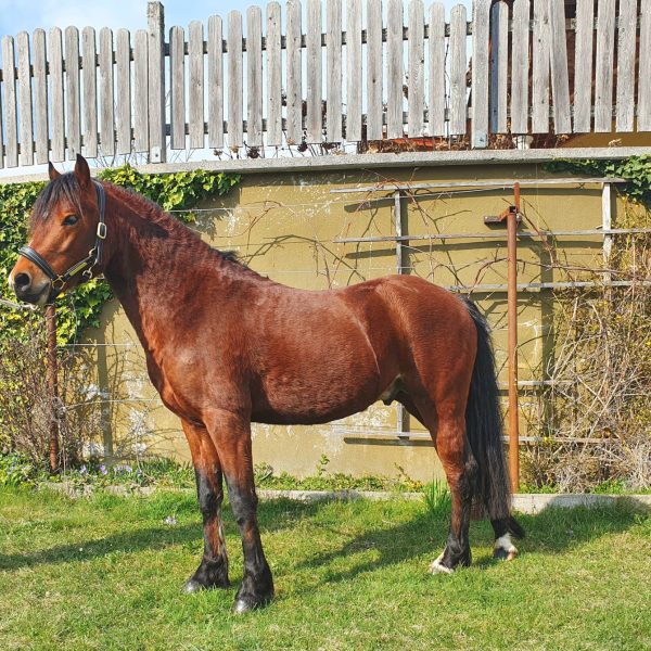 Tweety_Ponydeckhengst