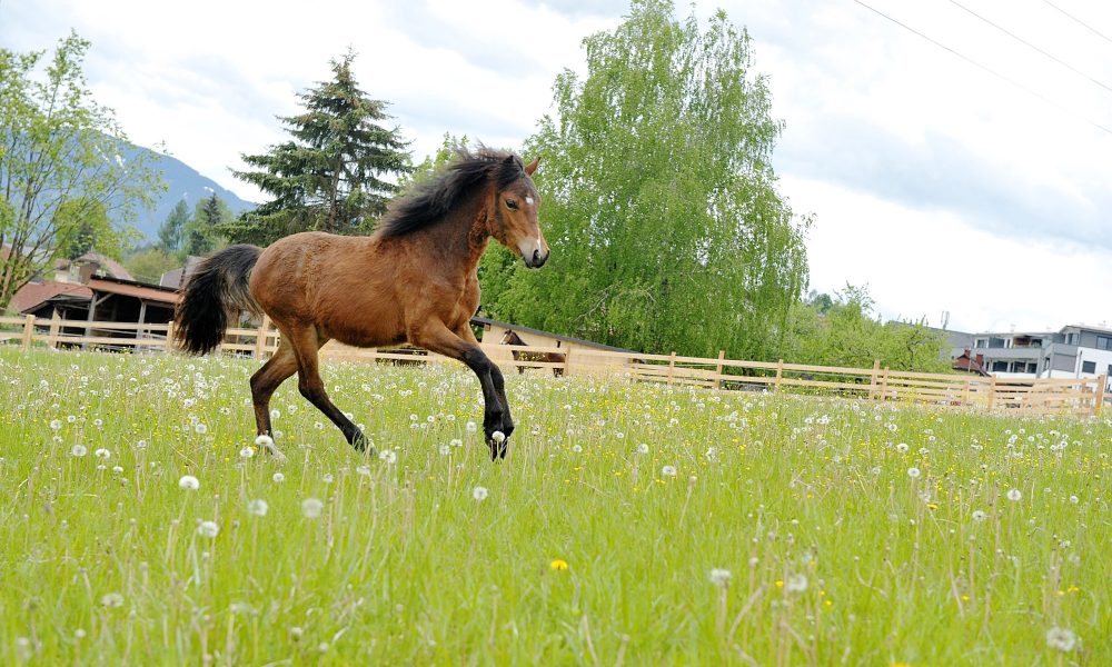 Welsh Pony Kärnten